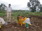 Tree Plantation