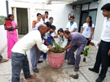 Tree Plantation