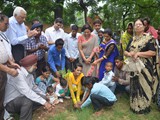Tree Plantation