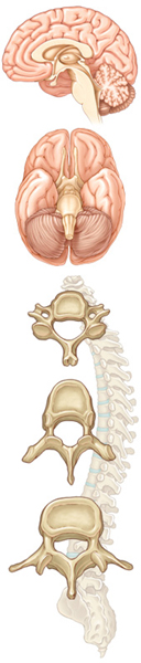 Urolog