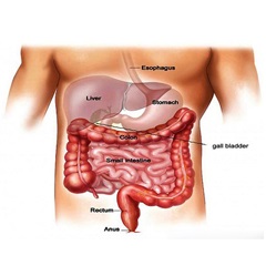 G.I. Laparoscopic Surgery