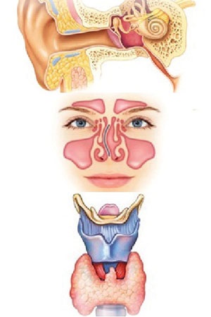 Otorhinolaryngology