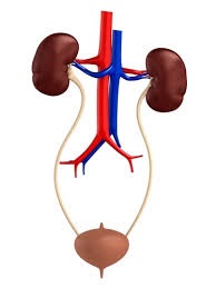 Urolog